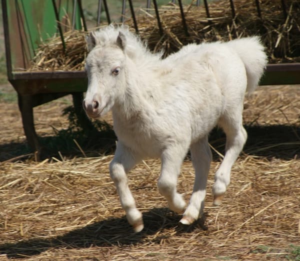 Miniature Marvels: A Weekend of Horse Delights in Salina